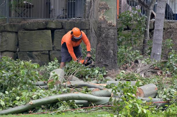 Professional Tree Removal in Wilmer, TX