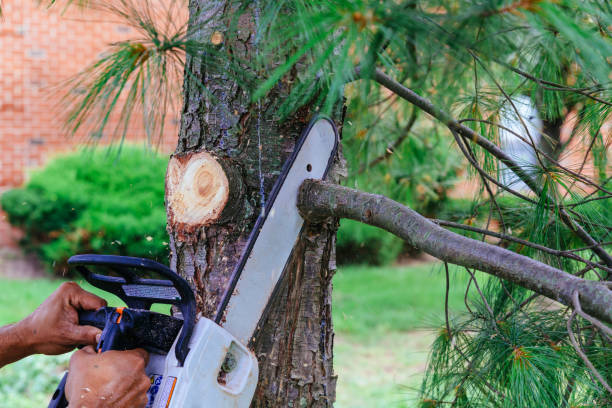  Wilmer, TX Tree Removal Pros